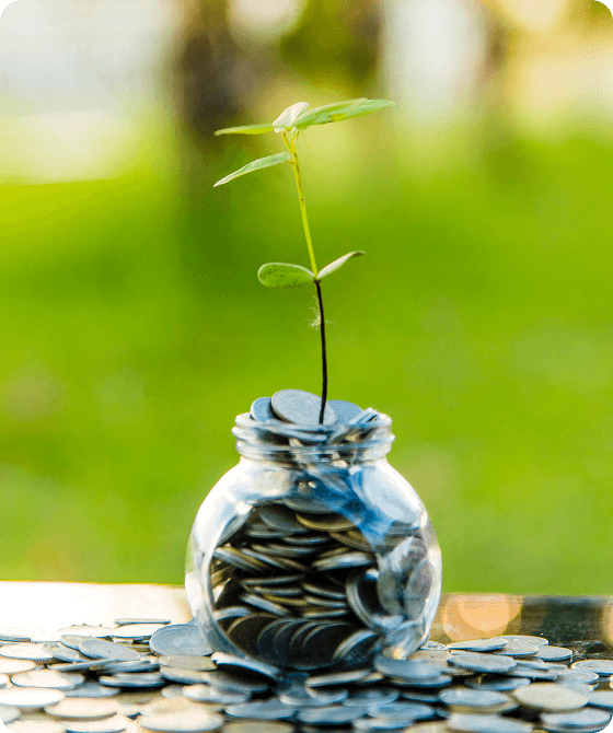 Plant growing in coin jar